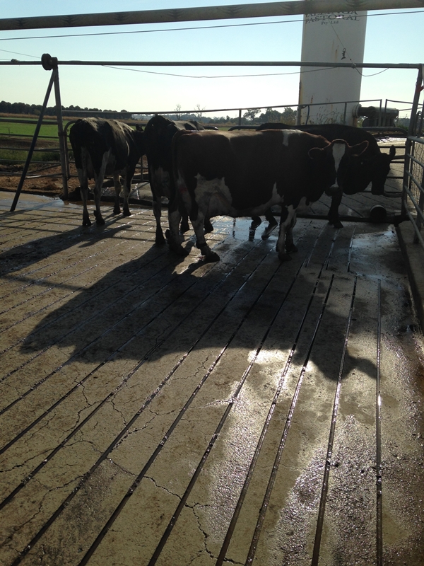 Gallery Dairy Yard Grooving